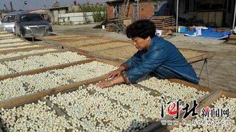 昌黎養殖戶 引領海產品加工產業升級，豐富產業鏈新篇章