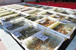 南澳海鮮餐廳推新模式 取消加工費，強化銷售品質承諾